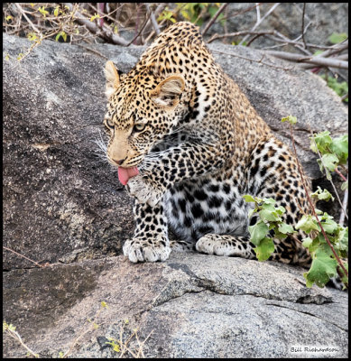 leopard grooming.jpg