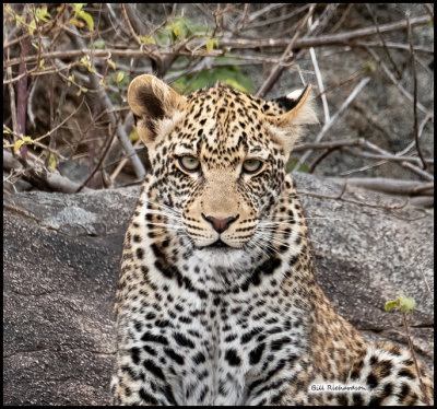 leopard stare.jpg