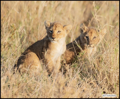 lion cubs.jpg