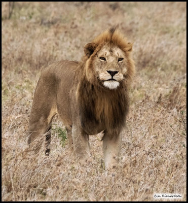 lion king2.jpg