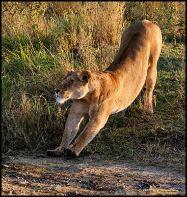 lioness stretching.jpg
