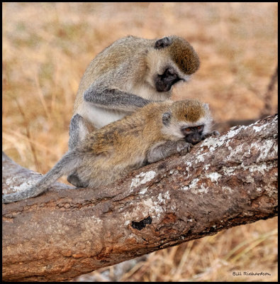 monkey mother grooming child.jpg