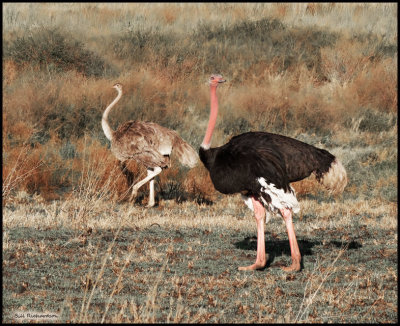ostriches courting.jpg