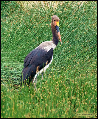 saddle bill stork.jpg