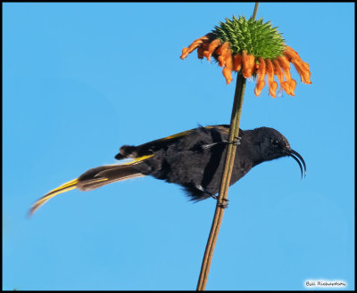 golden wing sunbird