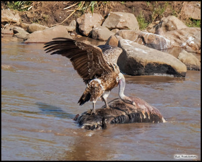 vulture on carcass.jpg