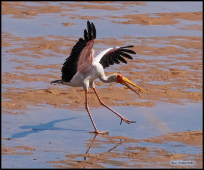 yellow billed stork landing2.jpg
