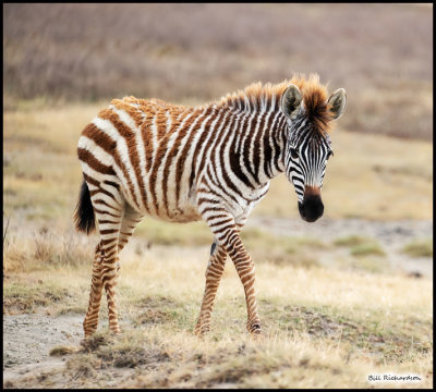 zebra colt.jpg
