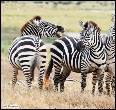 zebra disagreement.jpg
