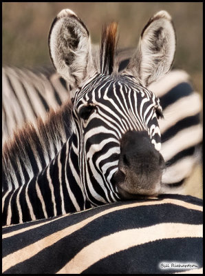 zebra stripes close crop.jpg