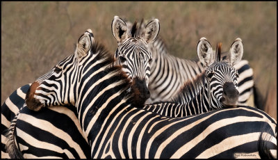 zebra stripes.jpg
