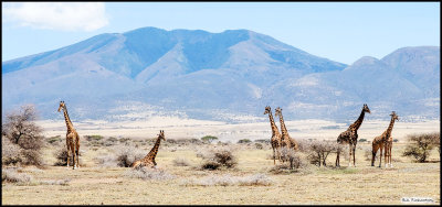 giraffe herd.jpg