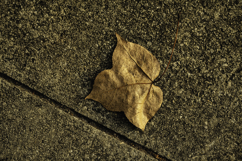 Z72_1375_TheSeason.jpg