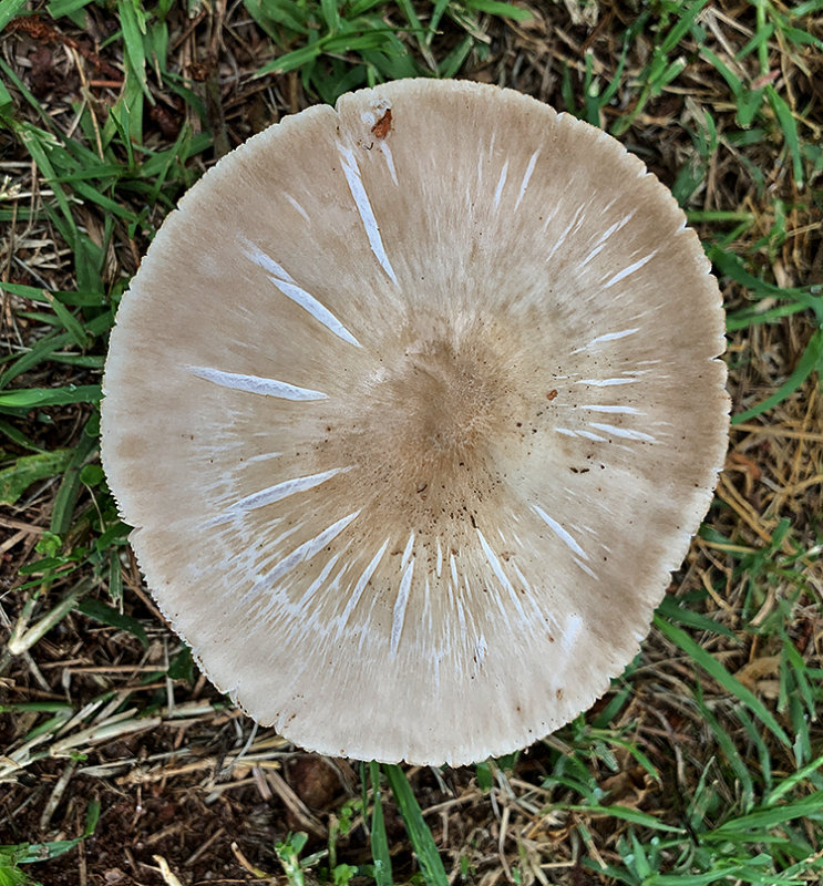 Yellow Stainer (Suggested ID)