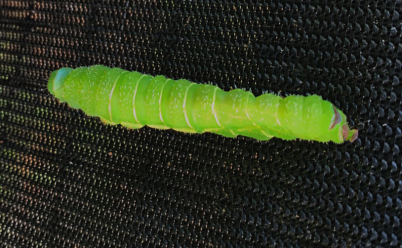 Luna Moth Caterpillar