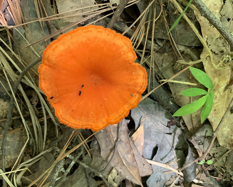 Red Chanterelle