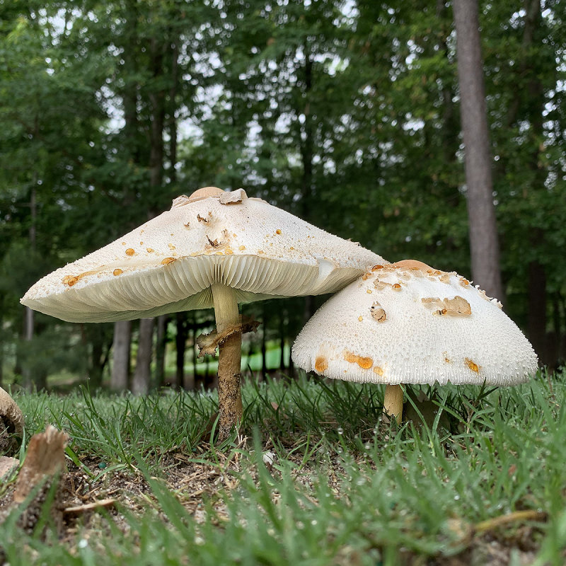 Parasol Mushroom