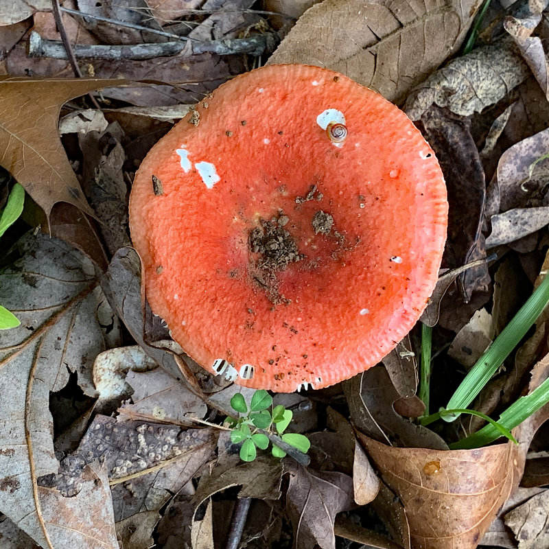 A Brittlegill Mushroom