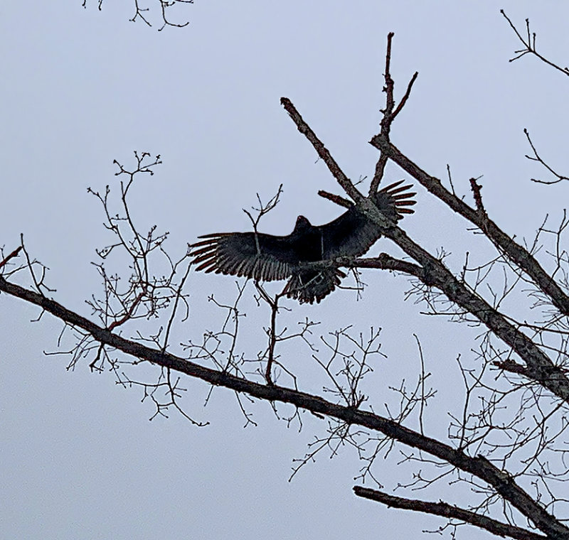 Turkey Vulture Warming Up