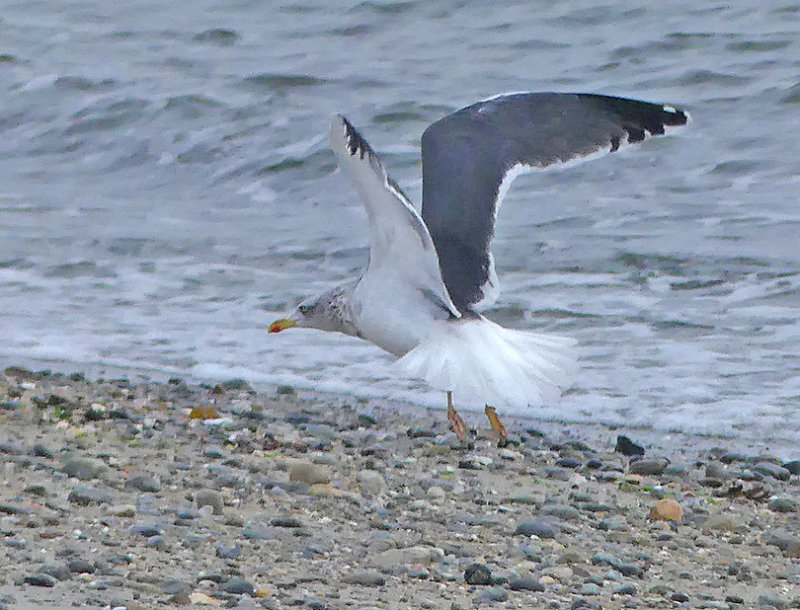 Lesser Black-backed Gull in Flight