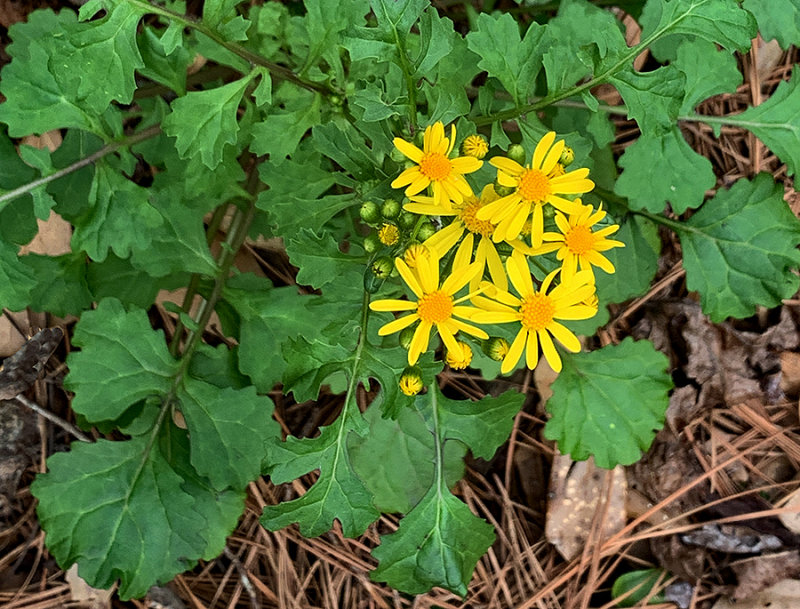 Butterweed