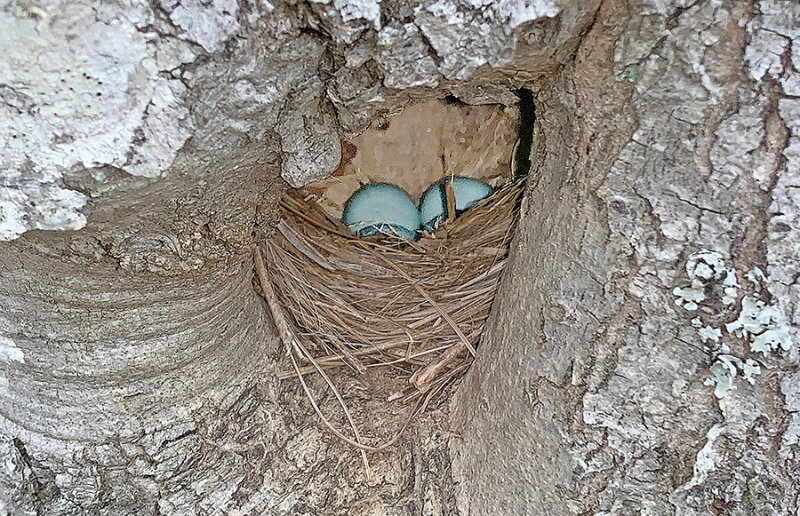 Eastern Bluebird Nest in Tree