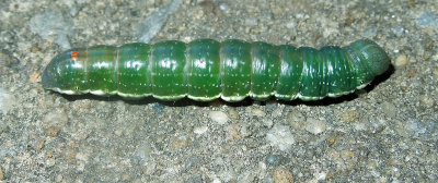 Georgian Prominent Moth Caterpillar (7917)