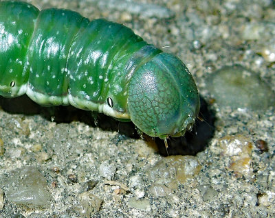Georgian Prominent Moth Caterpillar (7917)