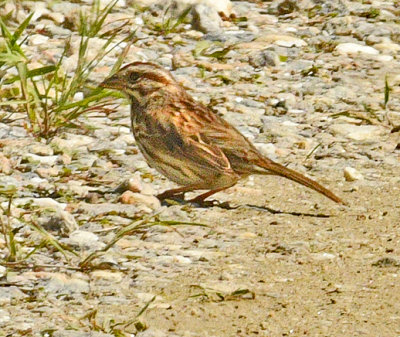 Savannah Sparrow