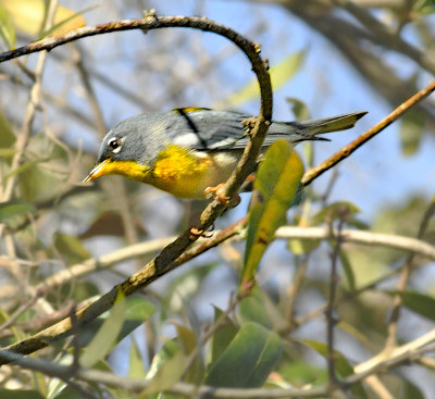 Northern Parula Warbler