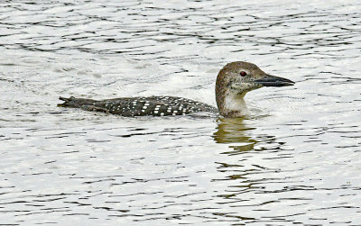 Common Loon