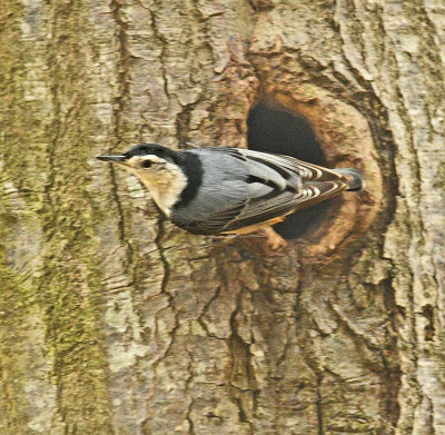  White-breasted Nuthatch Nesting in Tree Cavity 