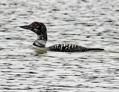 Common Loon