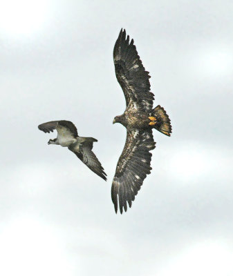 Raptor Rivals