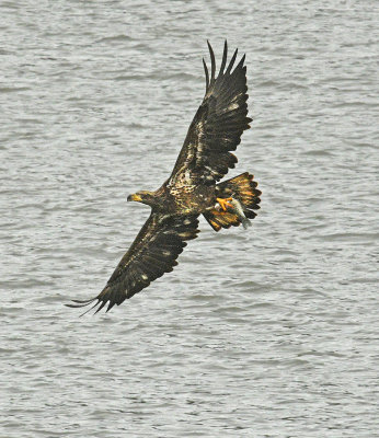 2nd Year Bird with Fish