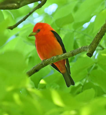 Scarlet Tanager