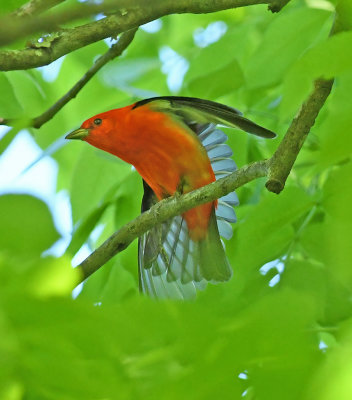 Scarlet Tanager