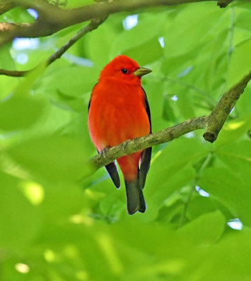 Scarlet Tanager 