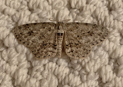 Small Engrailed Moth (6597)