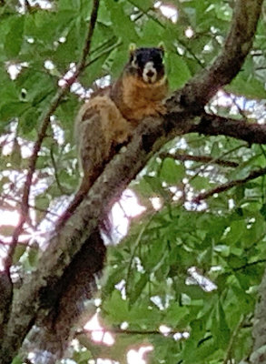 Sherman's Fox Squirrel