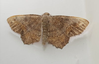 One-spotted Variant Moth (6654)