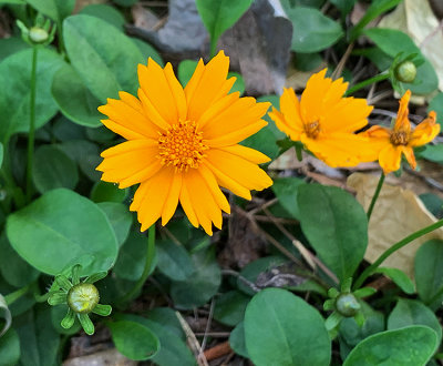 Coreopsis, Eared