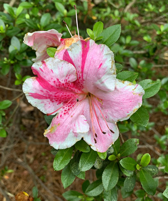 Tsutsusi Azalea