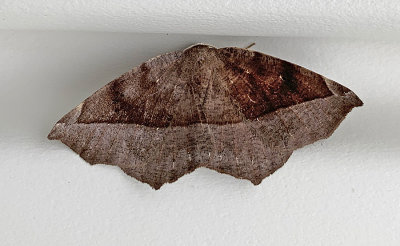 Curved-toothed Geometer Moth (6966)