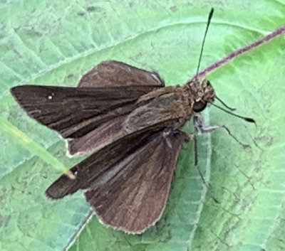 Dun Skipper