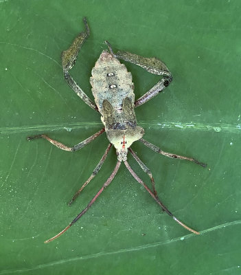 Acanthocephala declivis Nymph 