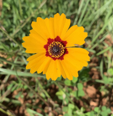 Coreopsis basalis