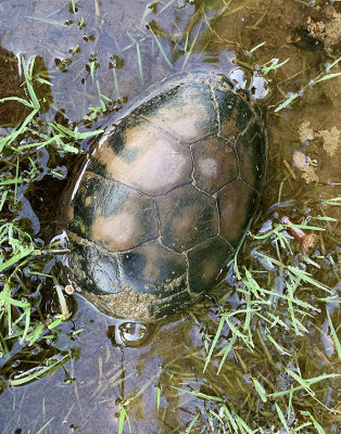 Eastern Mud Turtle