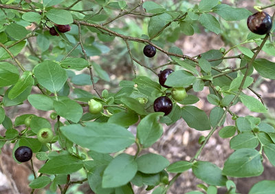 Blueberry, Black Highbush