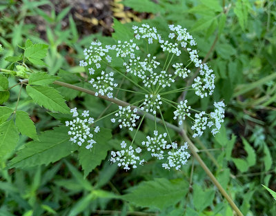 Water Hemlock